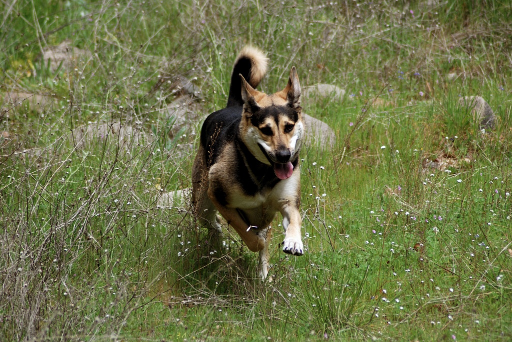 kenyan in grass at clover valley.jpg